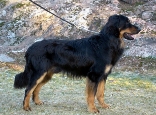 Ferrara KoiraNetissä
